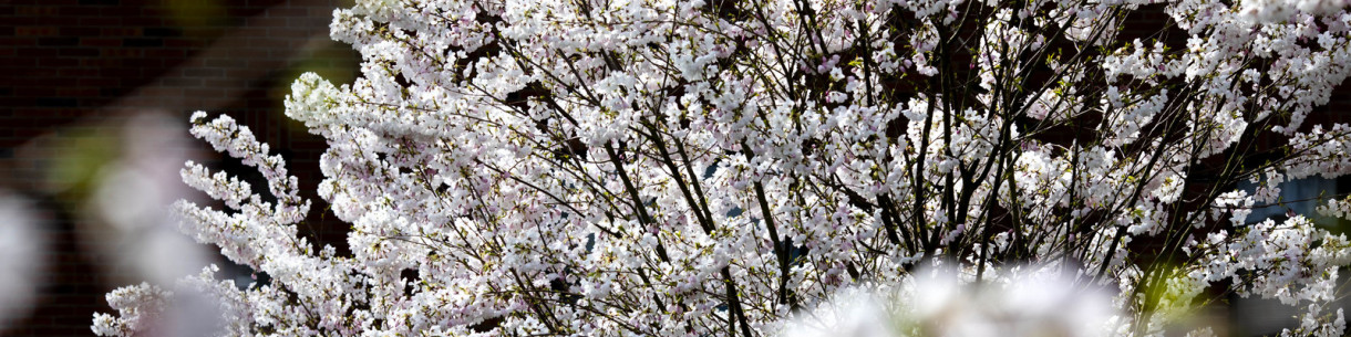 Spring blossoms