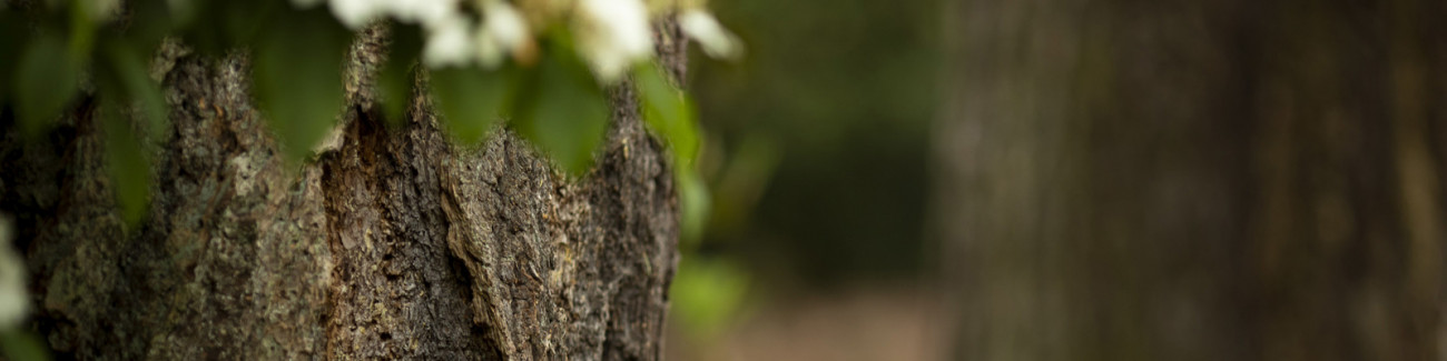 Close up of tree trunk bark