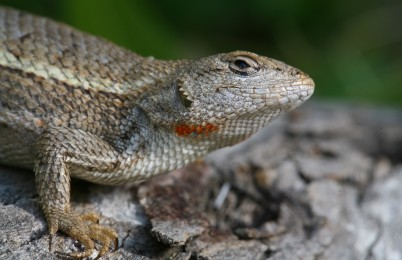 Striped plateau lizard