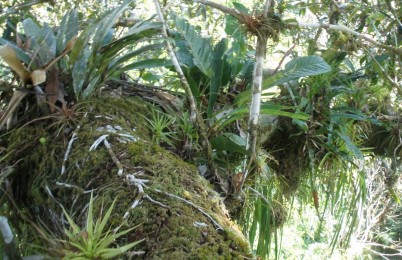 Epiphyte