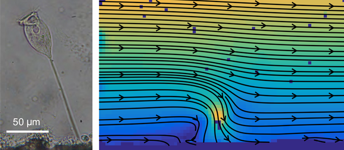 Microscopic aquatic organism with water flow diagram