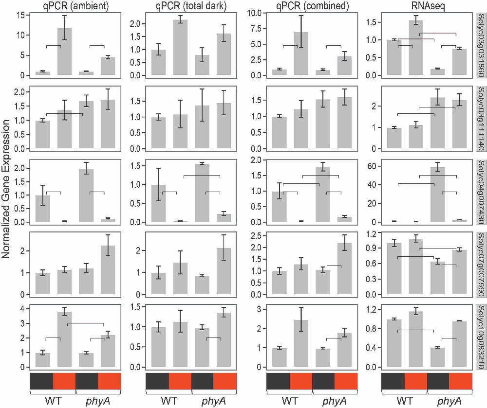 QPCR validation of expression patterns of five genes from RNAseq analysis. Normalized gene expression of five genes from two qPCR experiments (first three columns) and RNAseq experiment (last column) is shown.