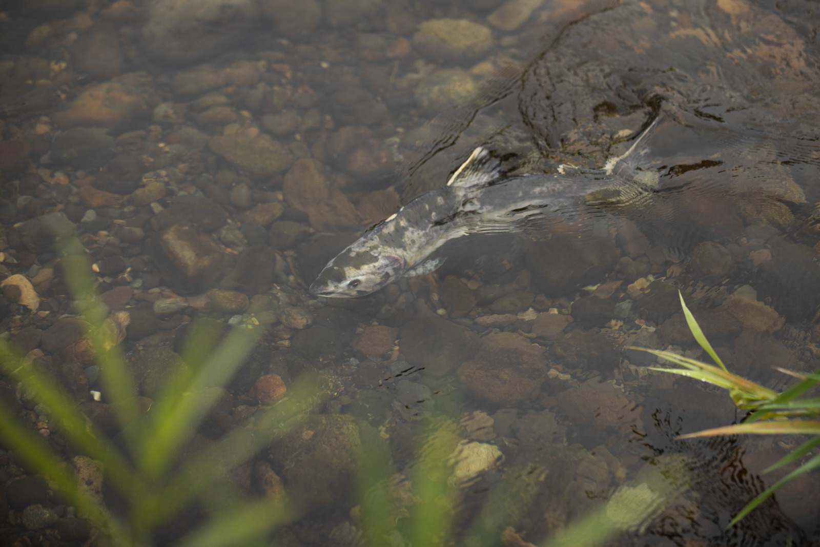 Salmon at the South Prairie Creek Restoration site