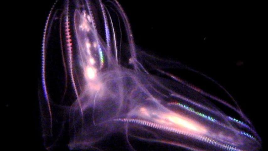 Comb Jelly