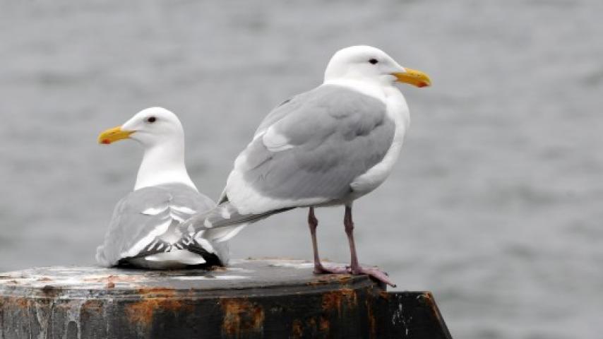 glaucous winged gull