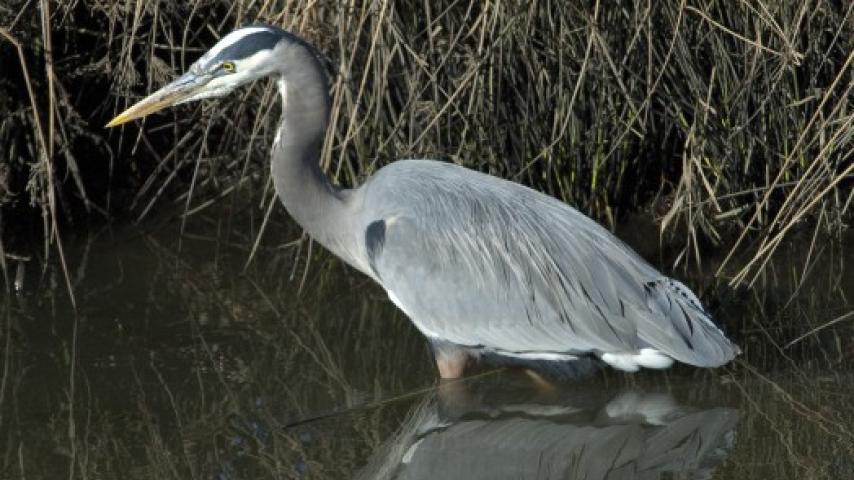 great blue heron