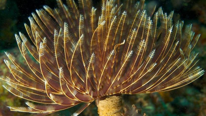 Feather Duster Worm