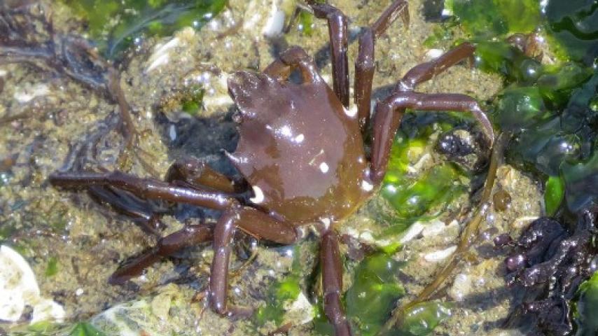 Kelp Crab