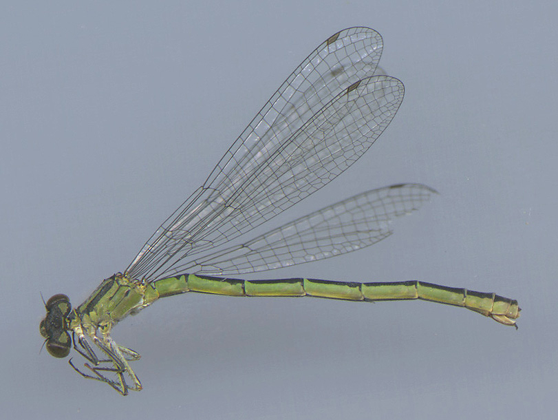 Taiga Bluet heteromorph female