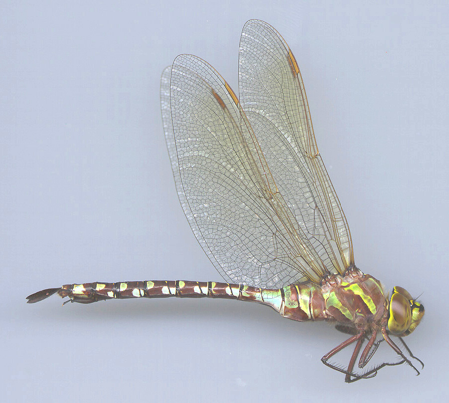 Lance-tipped Darner