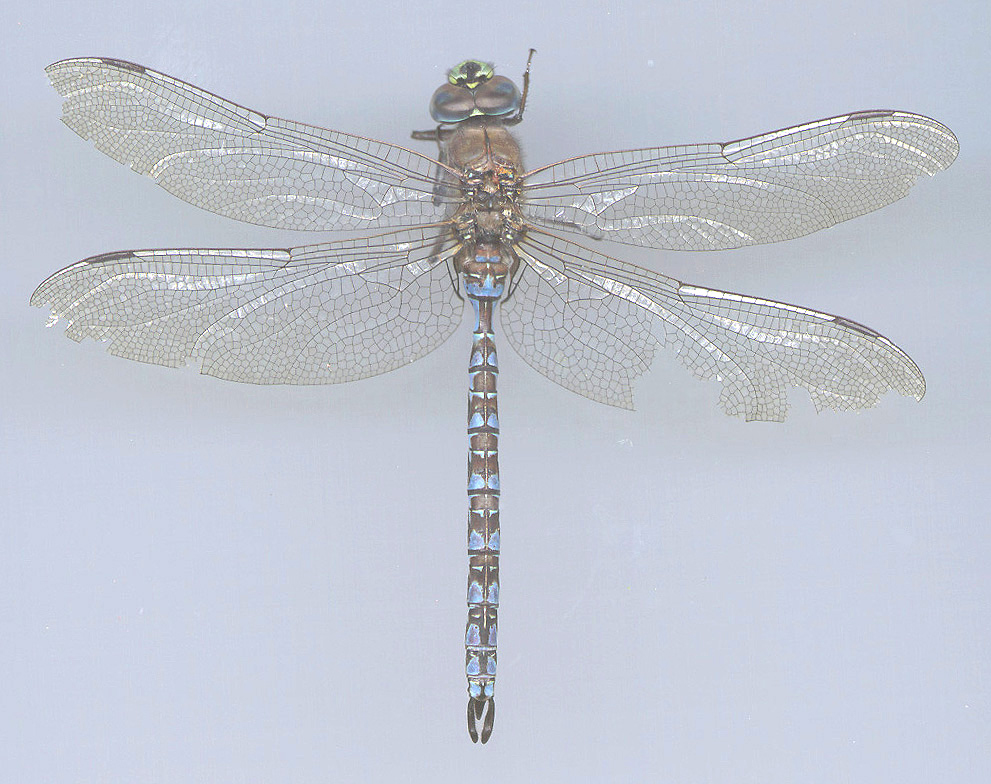 Zigzag Darner