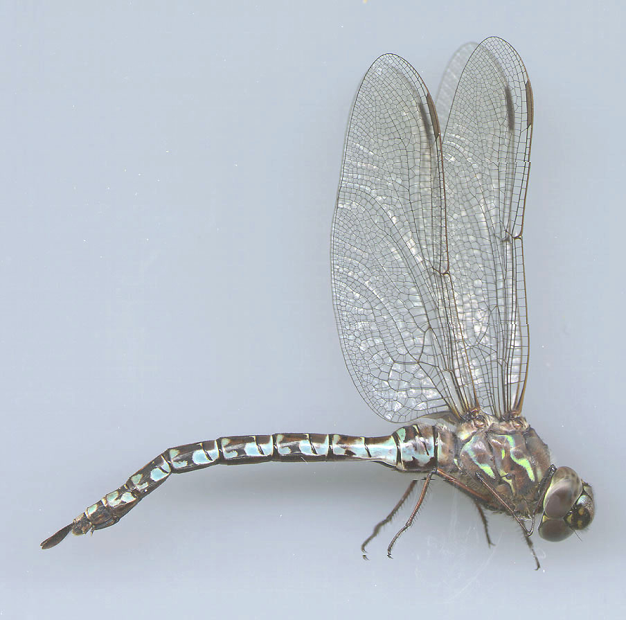 Zigzag Darner