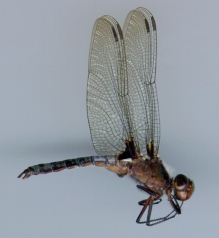 Chalk-fronted Corporal