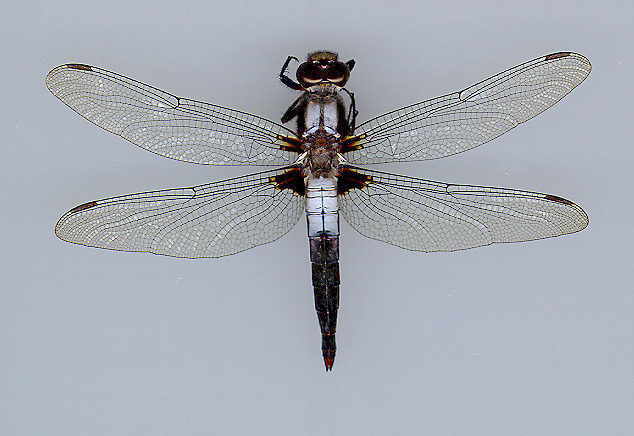 Chalk-fronted Corporal