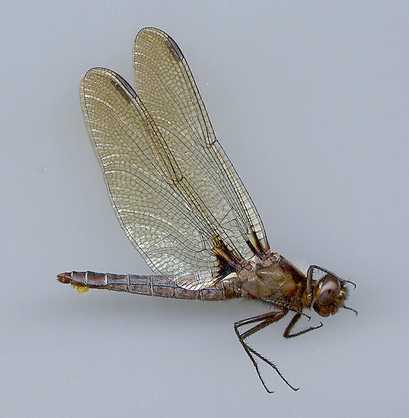 Chalk-fronted Corporal