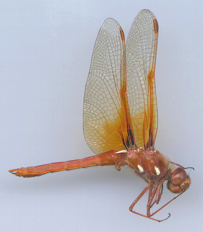 Cardinal Meadowhawk