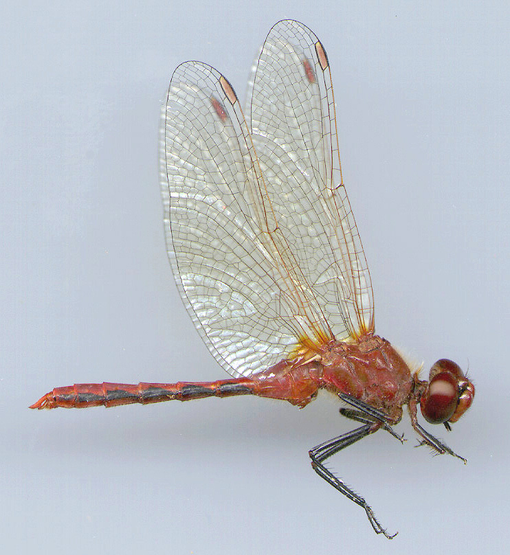 Cherry-faced Meadowhawk