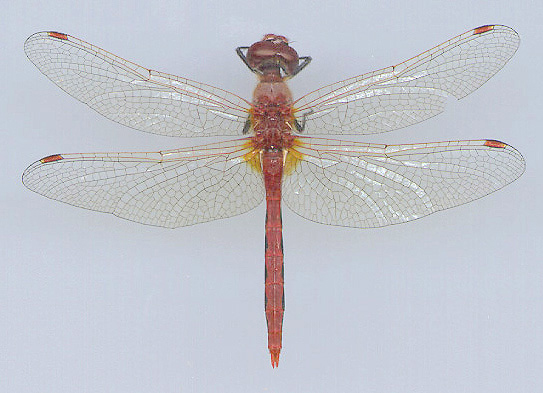 Cherry-faced Meadowhawk