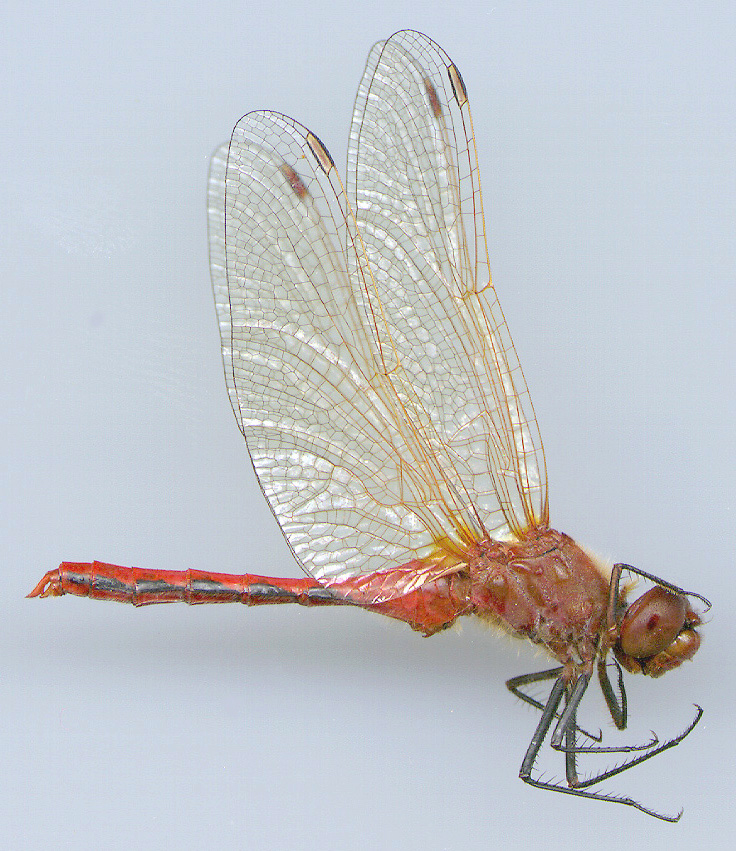 Cherry-faced Meadowhawk