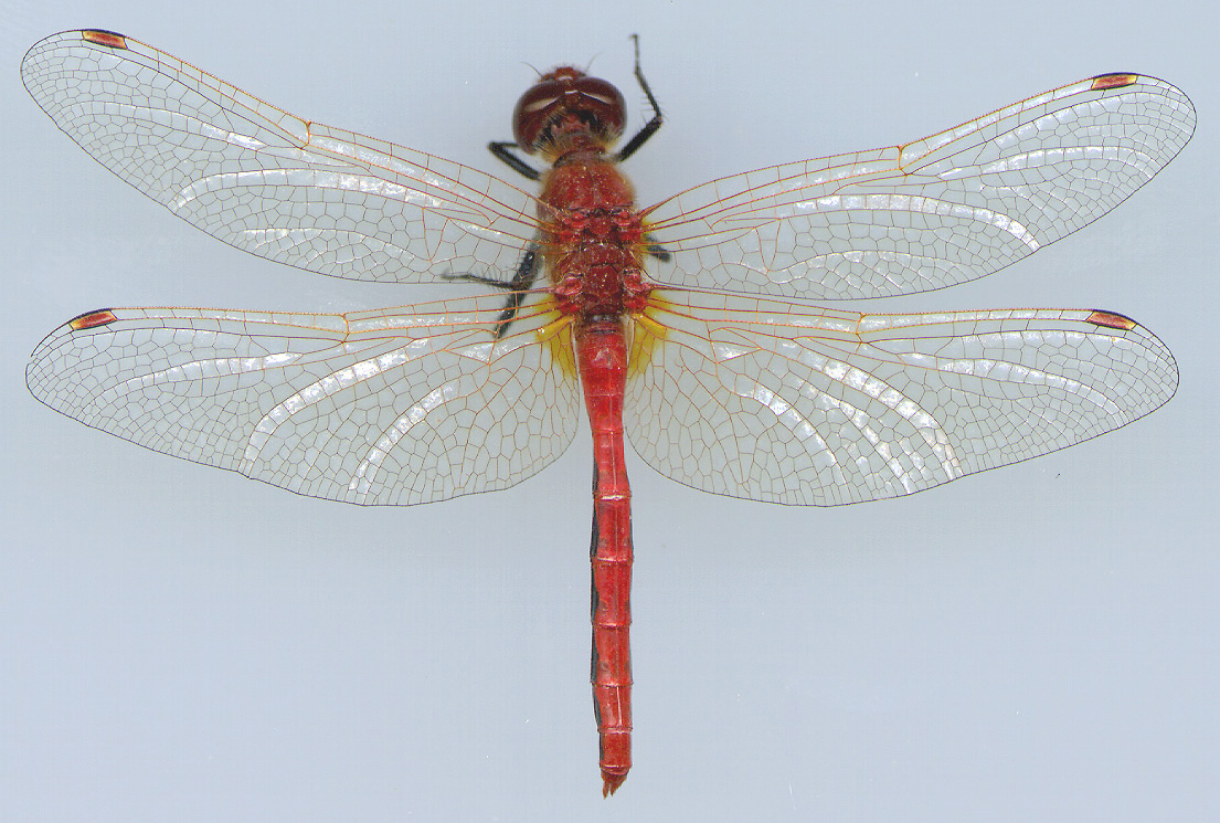 Cherry-faced Meadowhawk