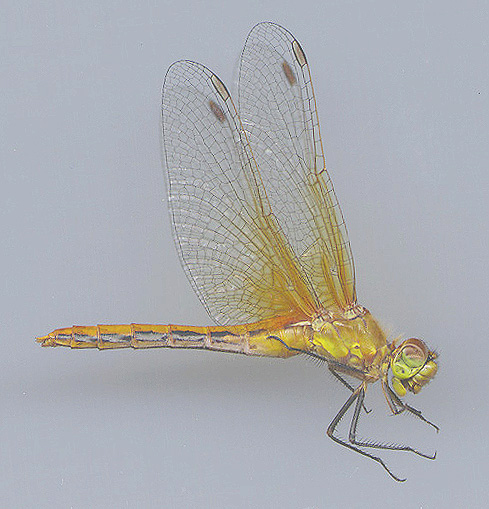 Cherry-faced Meadowhawk