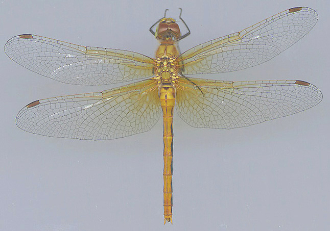 Cherry-faced Meadowhawk