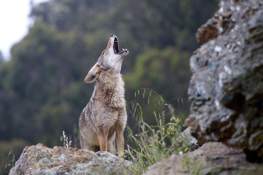 Coyote howling