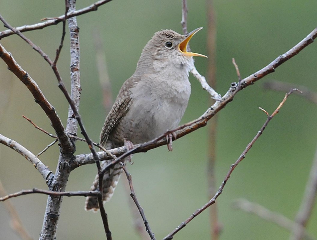 Singing wren sitting on a tree branch