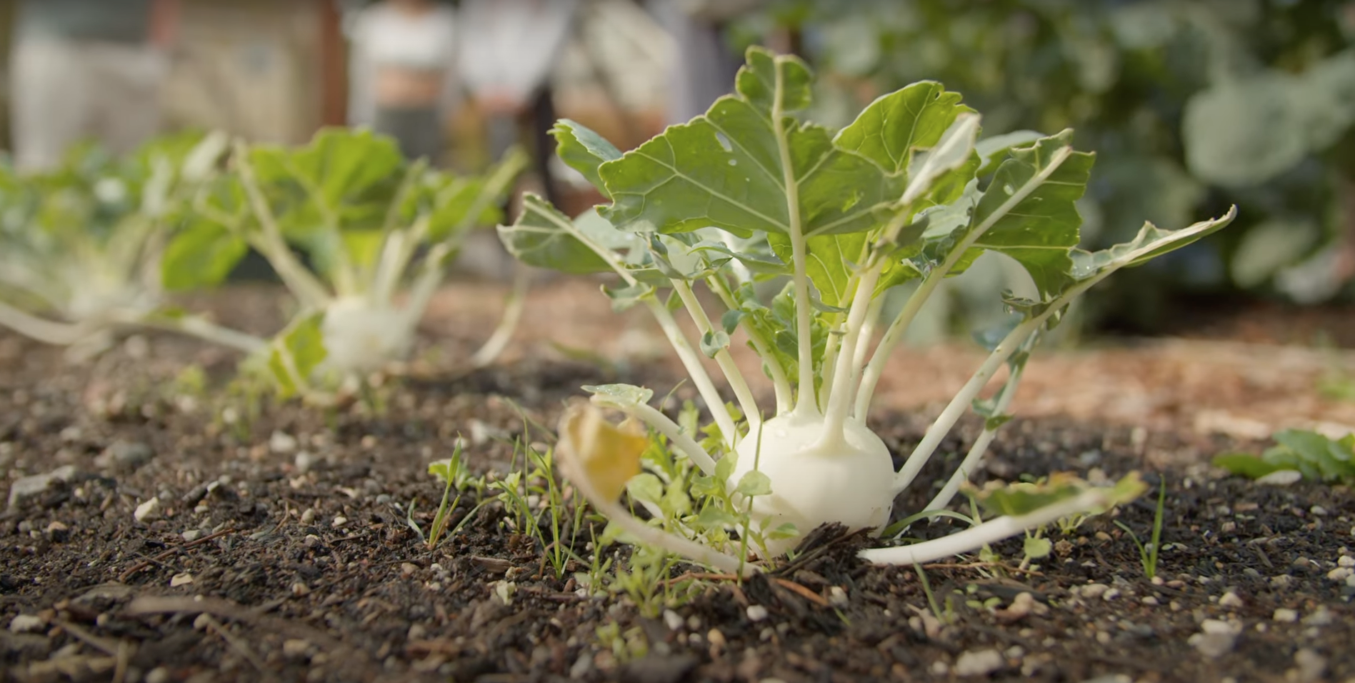 Kohlrabi grows in a local community garden.