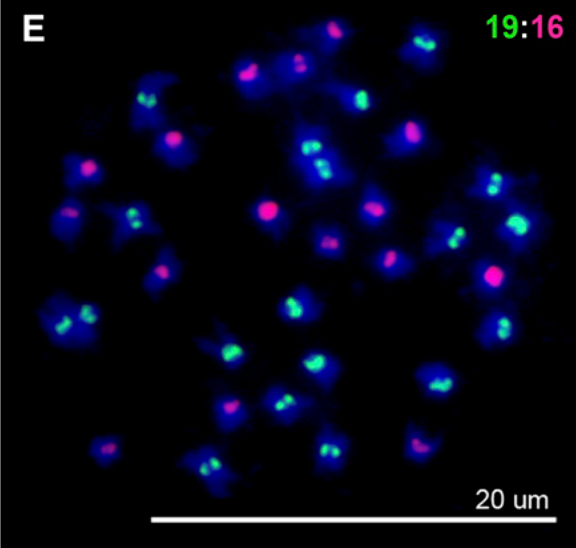 phenotypic variability in allohexaploids