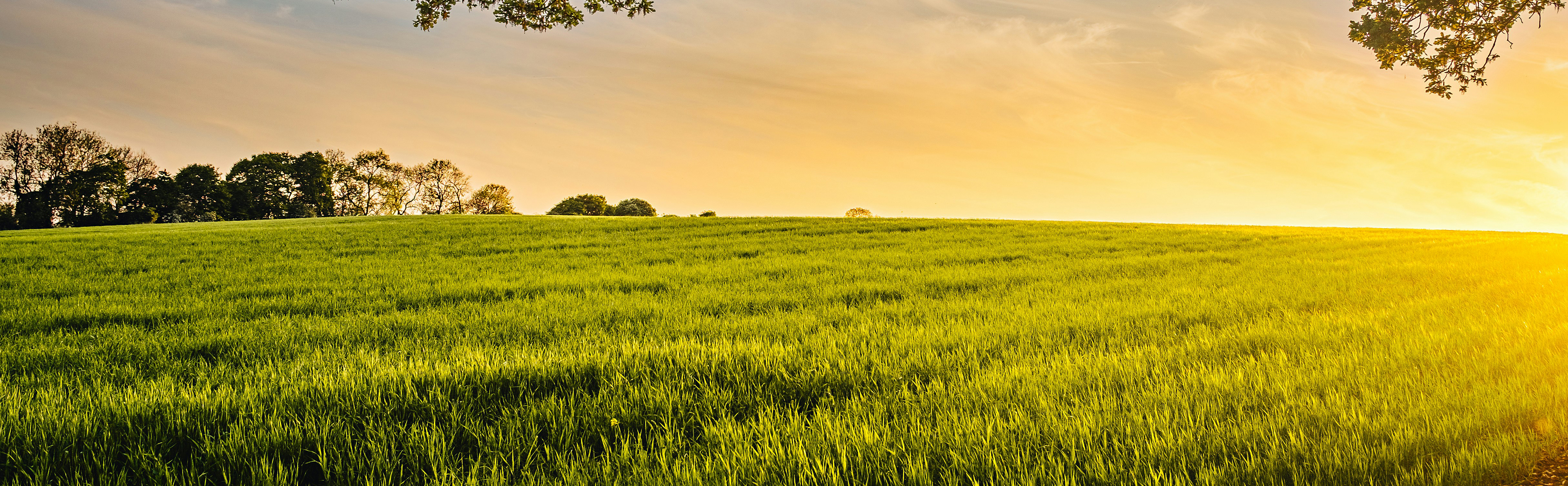 Sunrise over a farm field