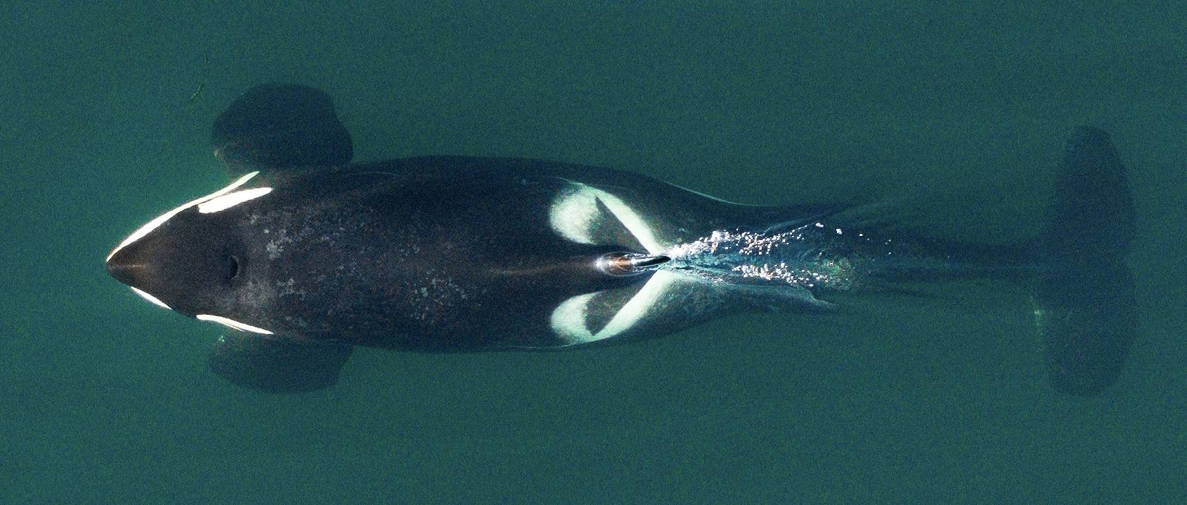 Orca