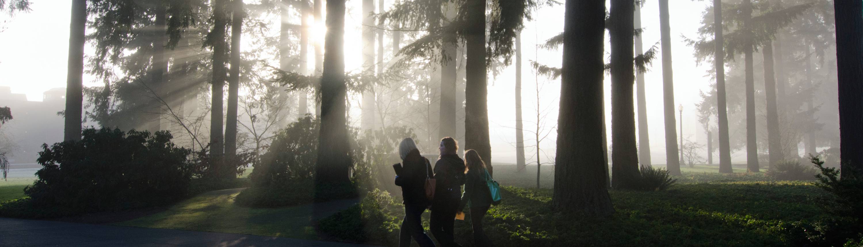 Students walk through the arboretum on a sunny and foggy morning on campus.