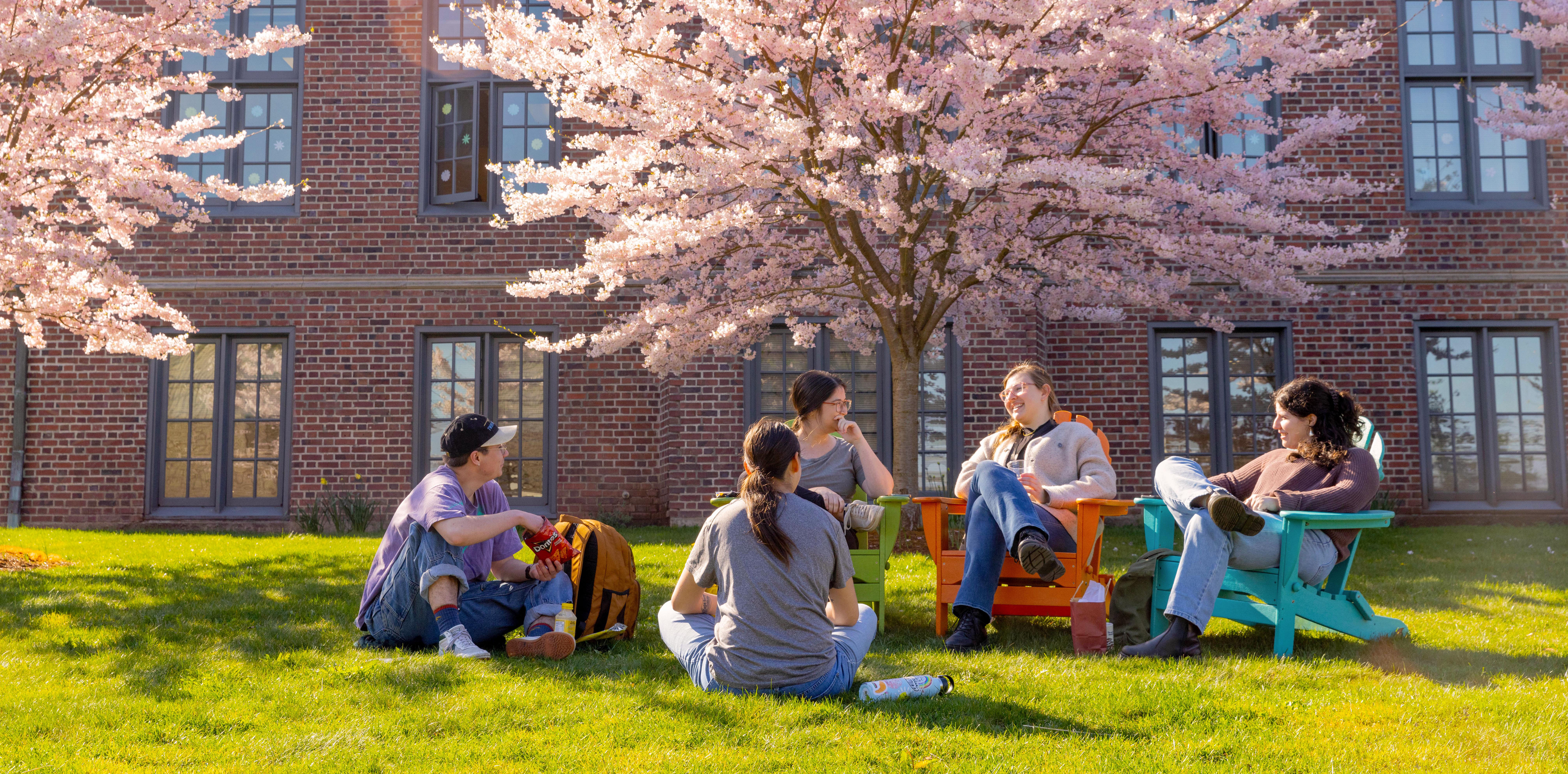 Students sitting outside under blooming cherry blossom trees.