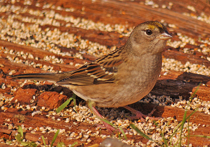 4410_Golden-crownedSparrow_1976.jpg