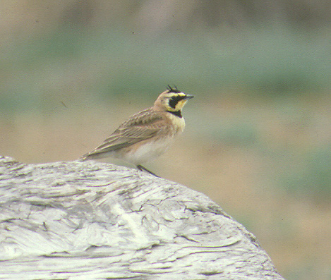 4410_Horned_Lark.jpg