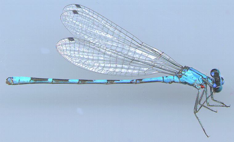 Alkali Bluet