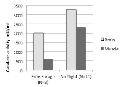 Figure 1. Brain and muscle tissues of free-foraging bumblebe