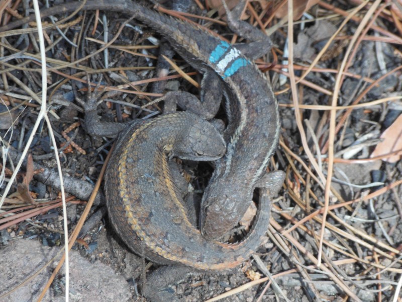 Male (with blue and white paint) and female striped plateau 