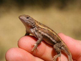 The Striped Plateau Lizard (Sceloporus virgatus) of Southern