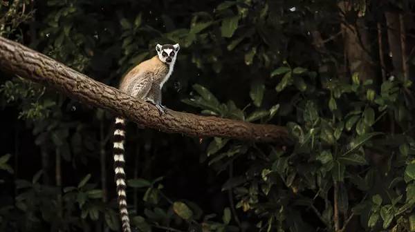 Madagascar lemur