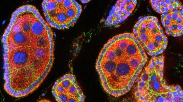 Drosophila melanogaster egg chambers in the ovary.