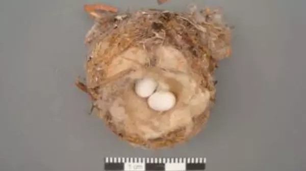 Wild Thing #7: Hummingbird Nest