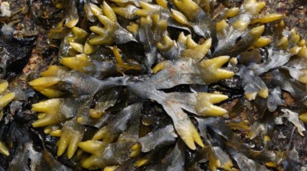 Rockweed