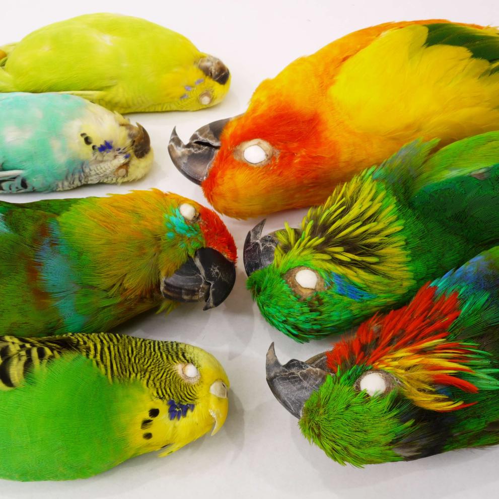 bird specimens