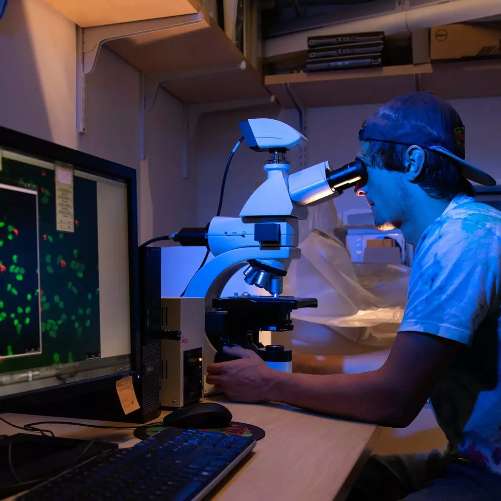 A student doing summer research in the lab.