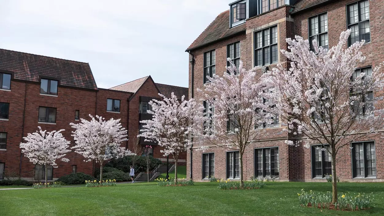 Cherry trees on campus