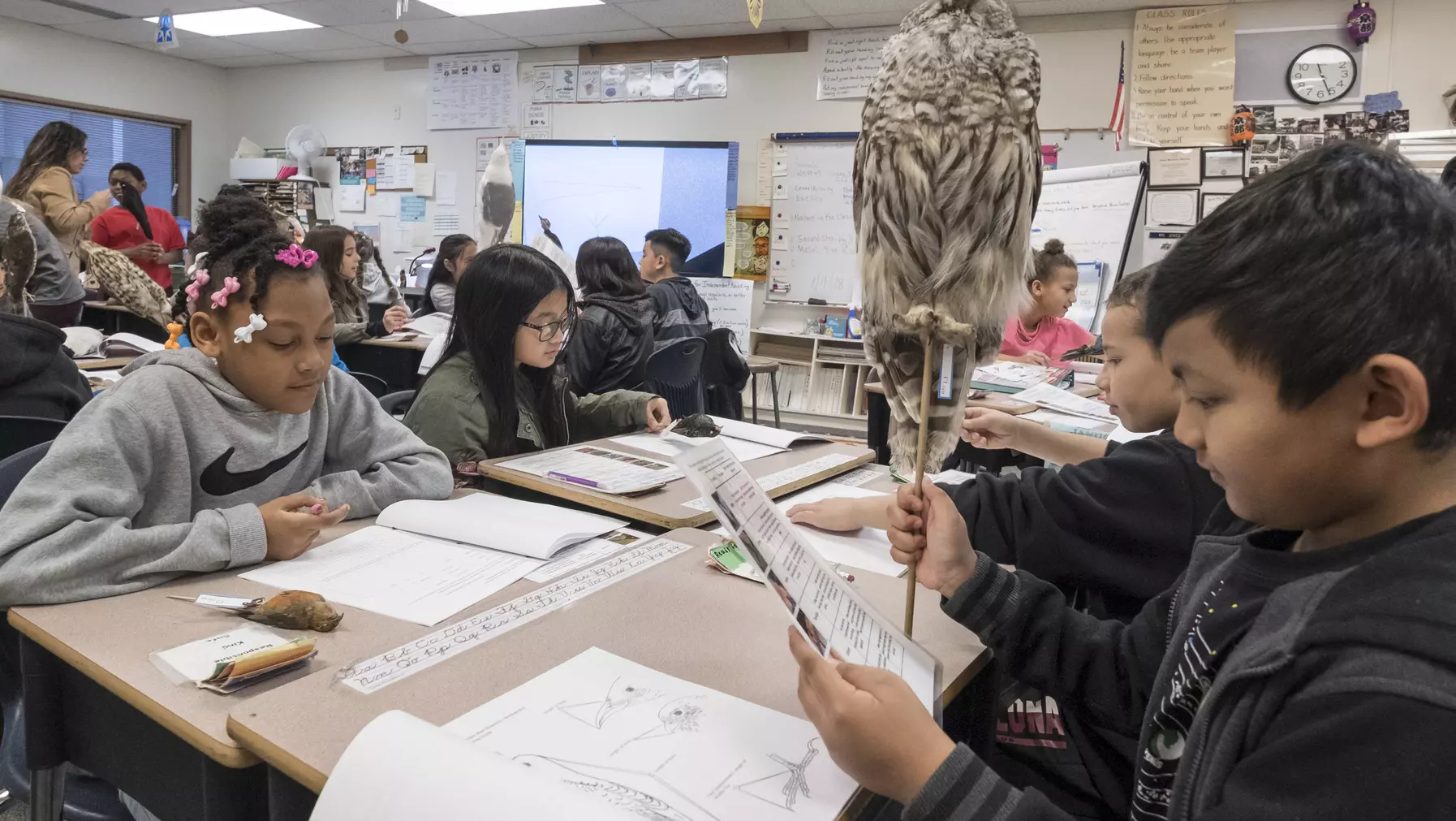 Children inspecting bird specimens and filling out worksheets