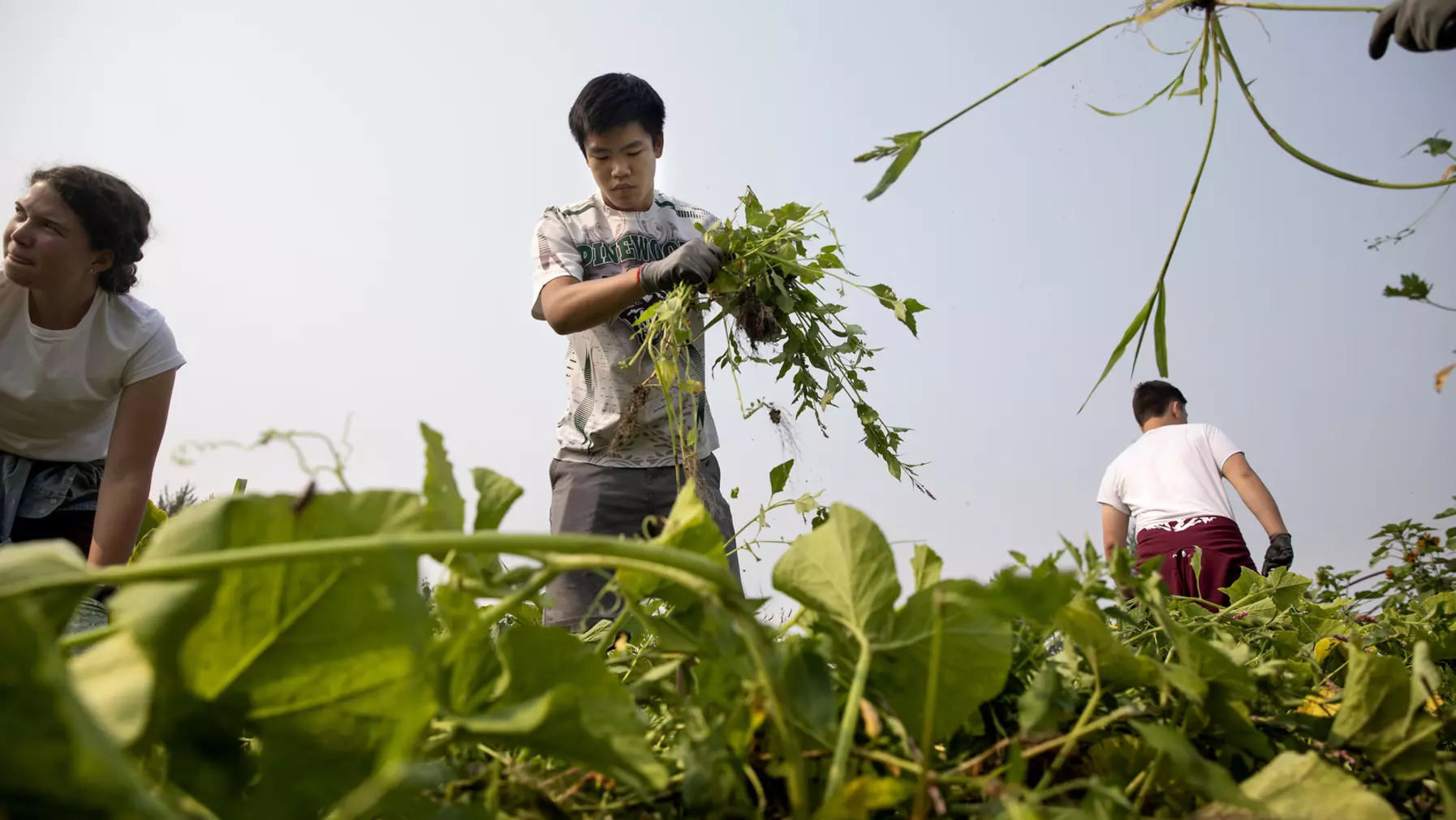 People working in a garden