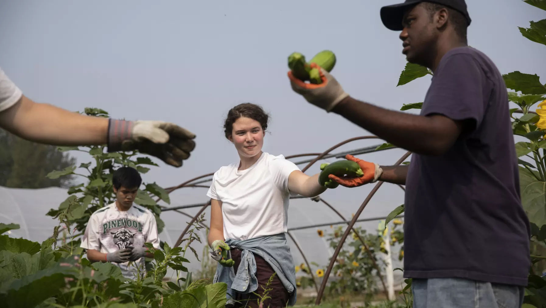 People moving vegetables in a garden